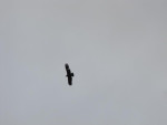 Beetje onduidelijk, maar het is onze eerste condor